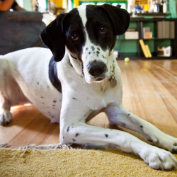 DogWatch of Southeast Wisconsin, Elkhorn, Wisconsin | Indoor Pet Boundaries Contact Us Image