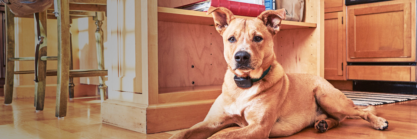 DogWatch of Southeast Wisconsin, Elkhorn, Wisconsin | Indoor Pet Fences Slider Image