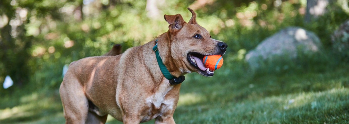 DogWatch of Southeast Wisconsin, Elkhorn, Wisconsin | ProFenceX Slider Image